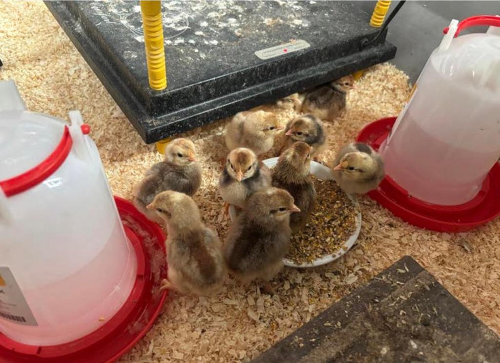 Cream legbar haantjes, Dieren en Toebehoren, Ophalen of Verzenden, Zo goed als nieuw, Kippenhok of Kippenren