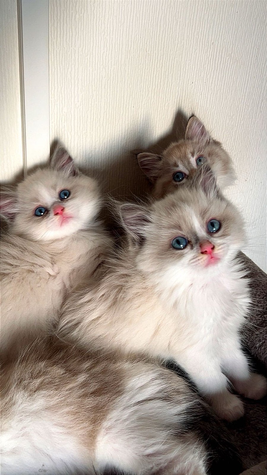 Ragdoll kittens te koop, Dieren en Toebehoren, Meerdere dieren, Ontwormd, 0 tot 2 jaar