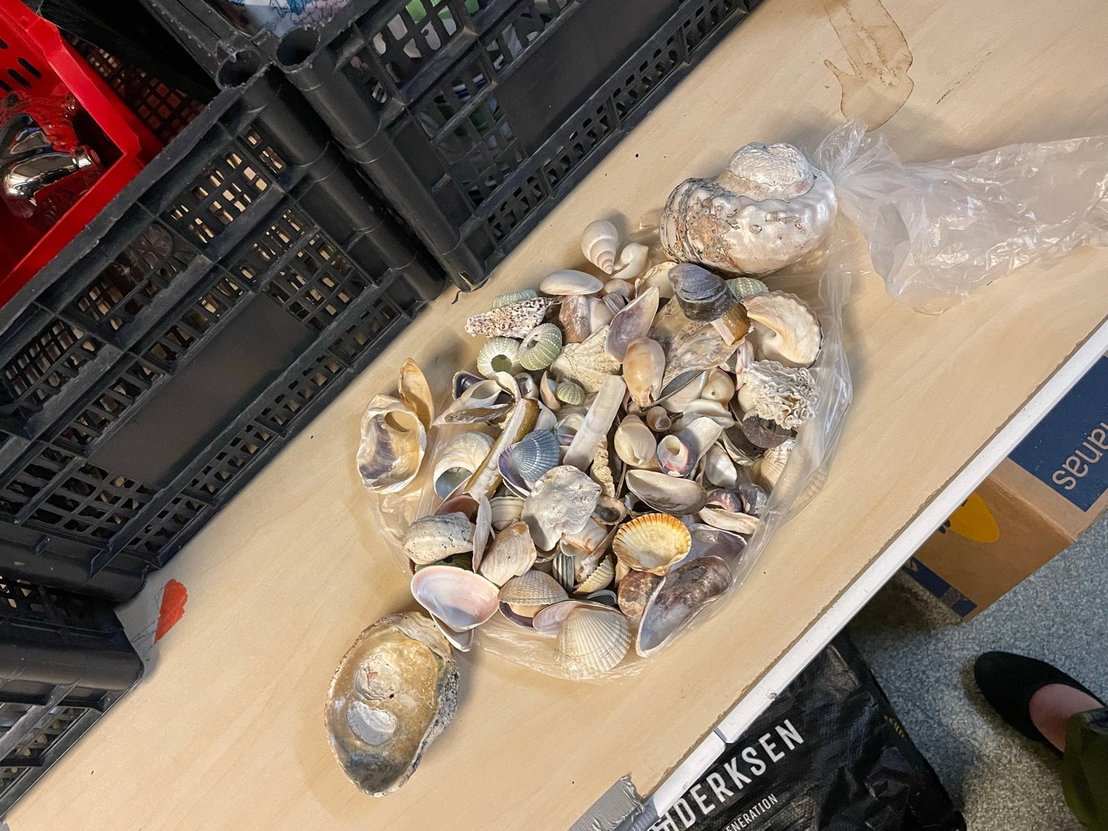 Diverse schelpen, zee-egels en meer - Nette staat, Verzamelen, Ophalen of Verzenden, Zo goed als nieuw