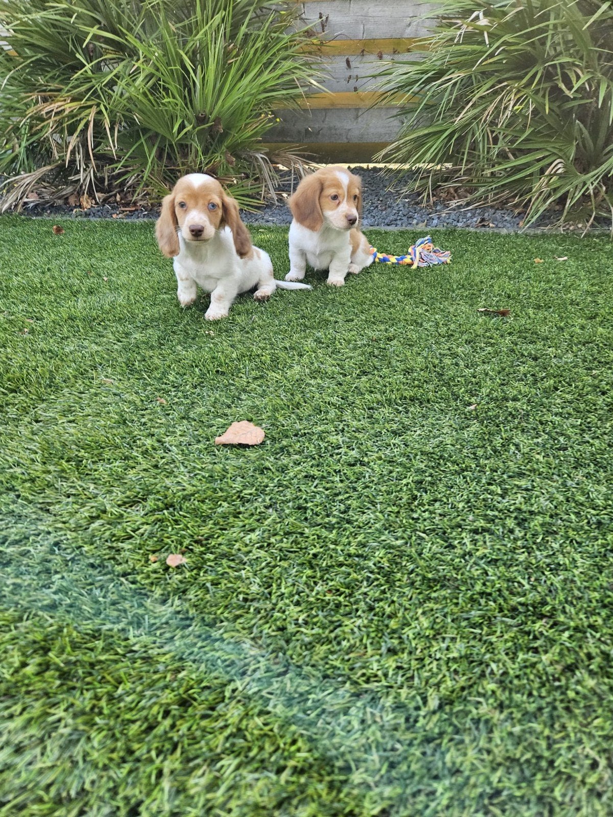 langharige dwerg teckel pups langhaar dwergteckel pups, Dieren en Toebehoren, Honden | Teckels en Dashonden, 8 tot 15 weken, Dwerg