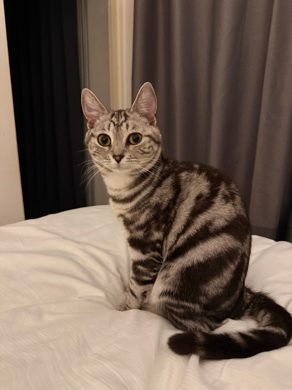 Lieve Poes 1 jaar oud (Tabby), Poes