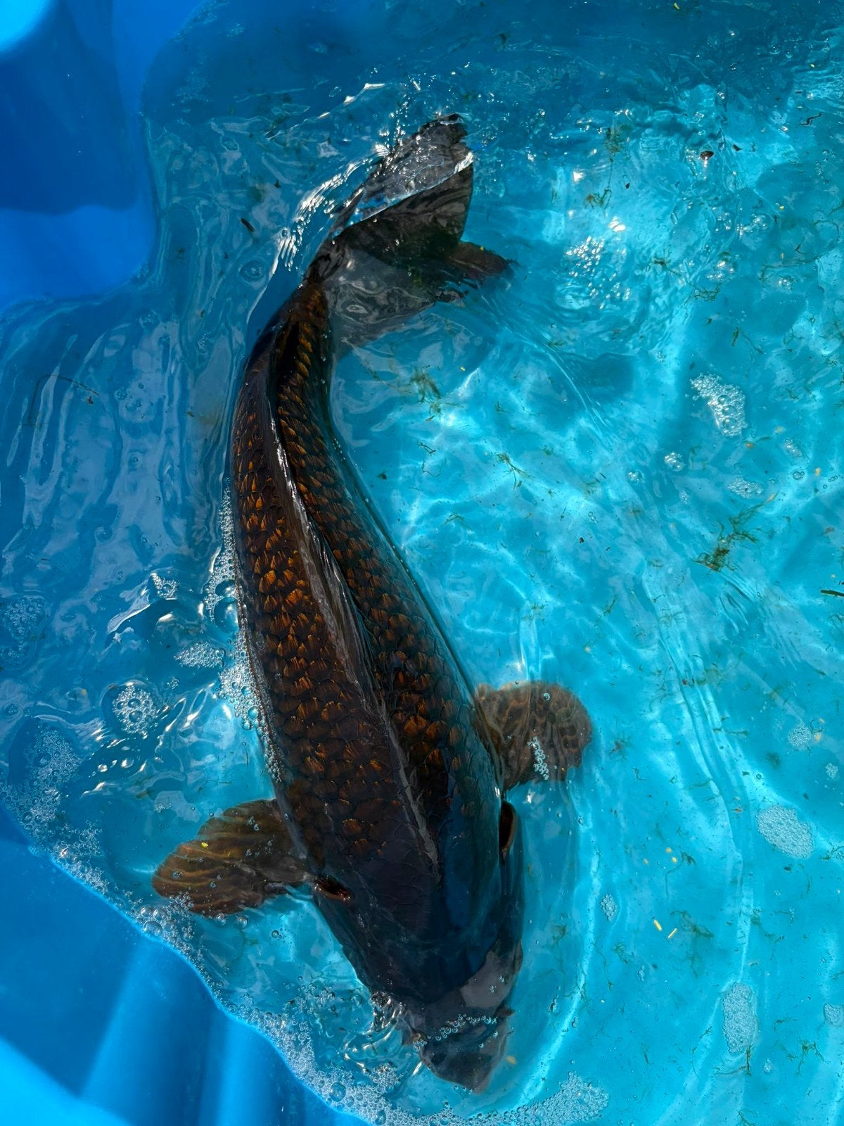 Koi karper 63cm, Dieren en Toebehoren, Karper of Koi