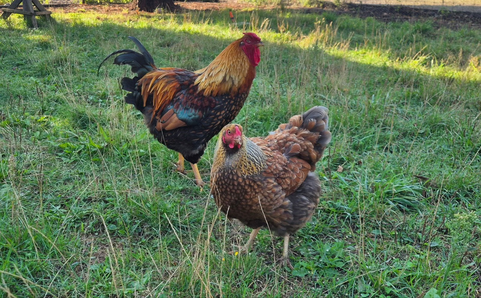 Mooie rustige wyandotte kip en haan, Kip