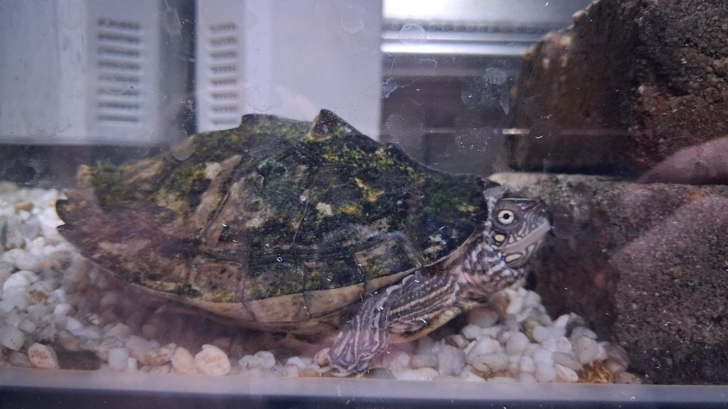Waterschildpadden 2 Turtle photo 3