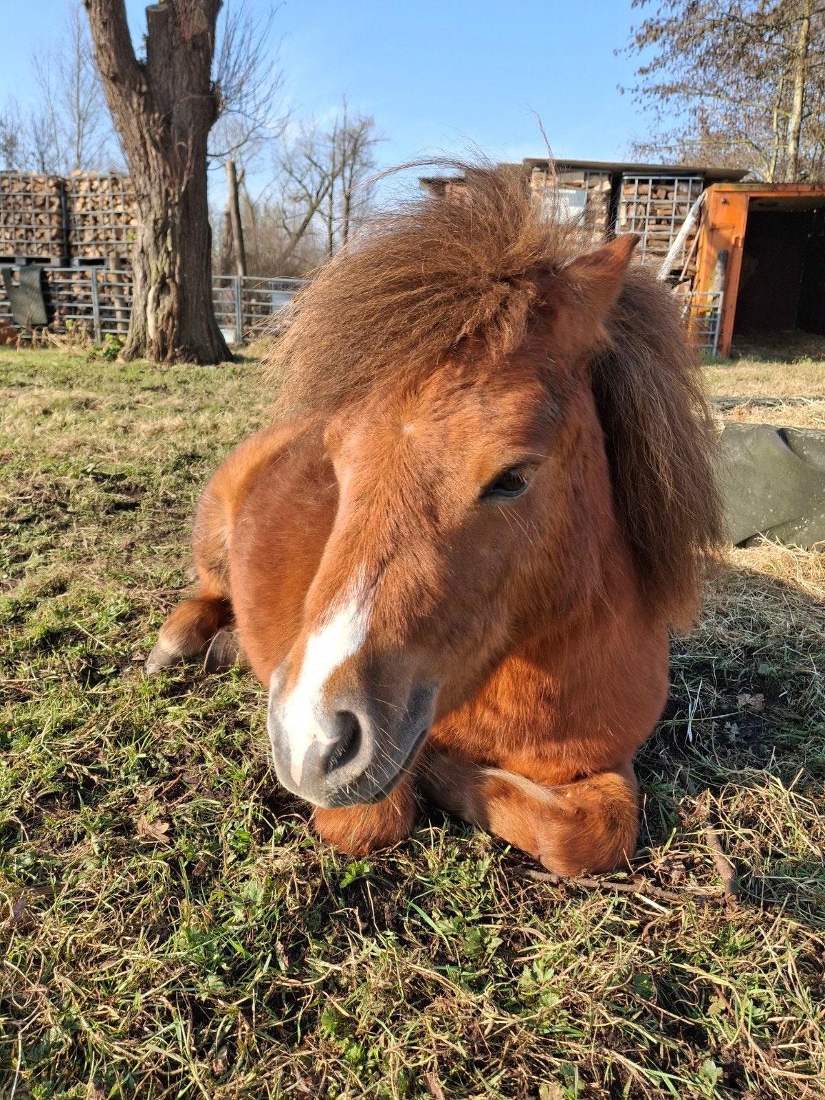 Lieve beleerde 3 jarige shetlander ruin, 88 cm, Ruin, Niet van toepassing, A pony (tot 1.17m), 3 tot 6 jaar