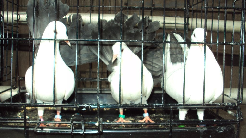 pauwstaart, Dieren en Toebehoren, Vogels | Duiven, Geslacht onbekend, Overige soorten