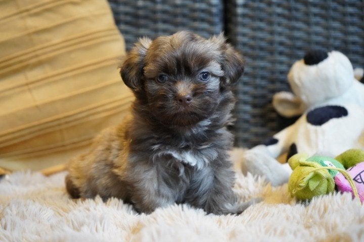 Kleine boomer pups, maltezer - shih tzu., Dieren en Toebehoren, Honden | Chihuahua's en Gezelschapshonden, Nederland, Parvo, Overige rassen