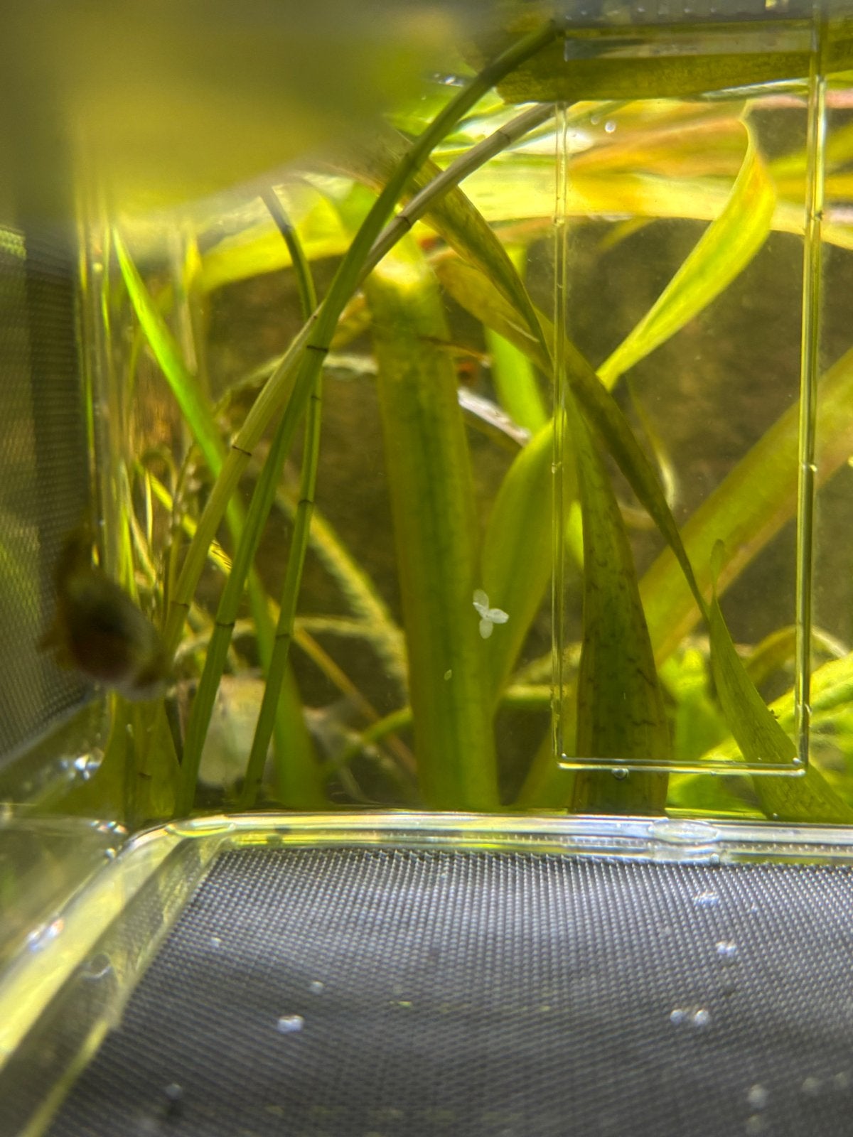 Zebra Danio gratis op te halen, Vis