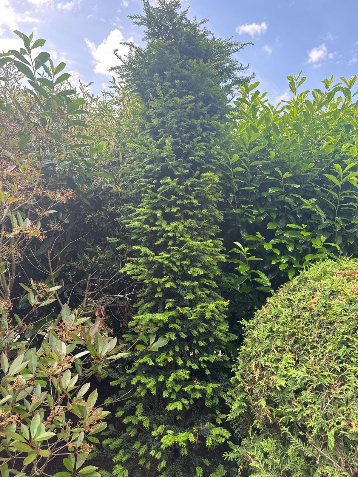 Hoge Taxus Conifeer - Ideaal voor privacy, Tuin en Terras, Planten | Struiken en Hagen, Ophalen, Taxus, Struik, 250 cm of meer