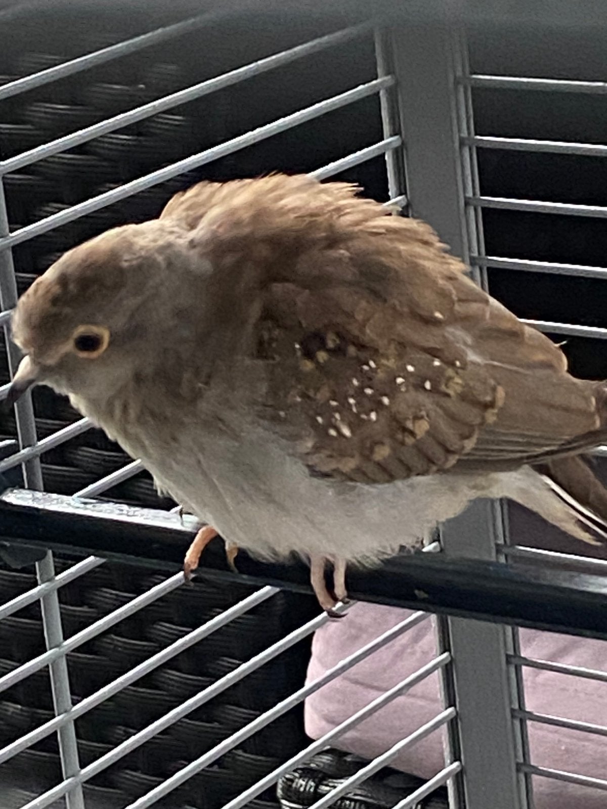 2 diamantduifjes 5 weken oud, Dieren en Toebehoren, Geslacht onbekend, Overige soorten