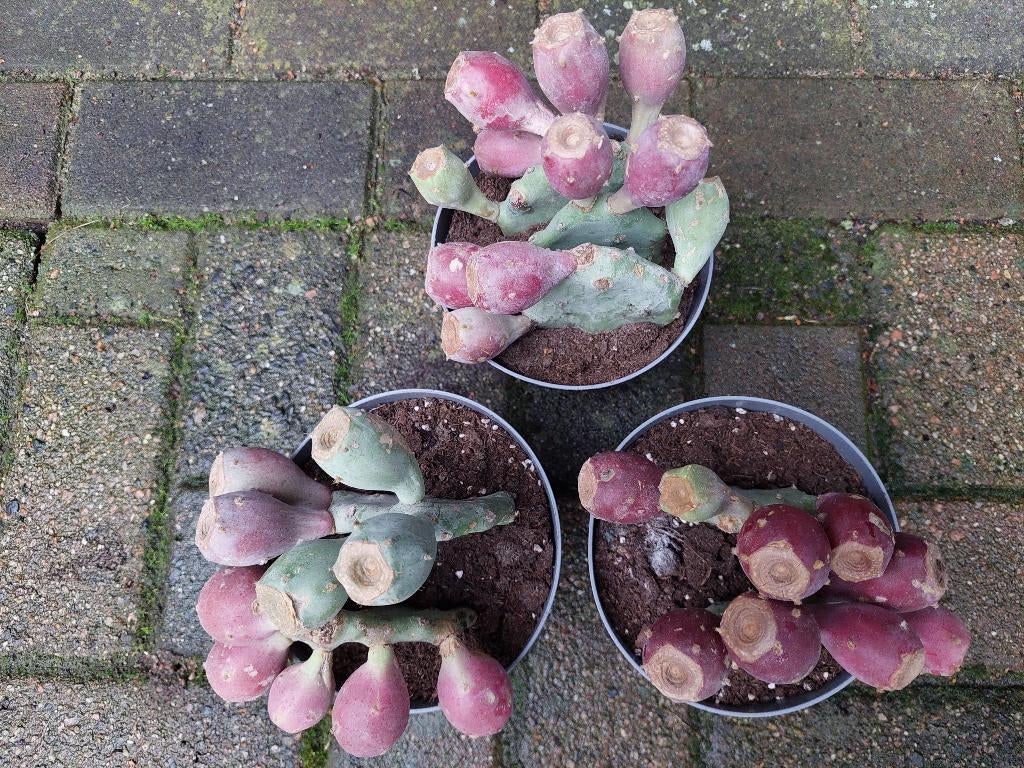 Opuntia Humifusa - Winterharde (Schijf)cactus H: 20 - 23 cm., Volle zon, Vaste plant, Zomer, Ophalen