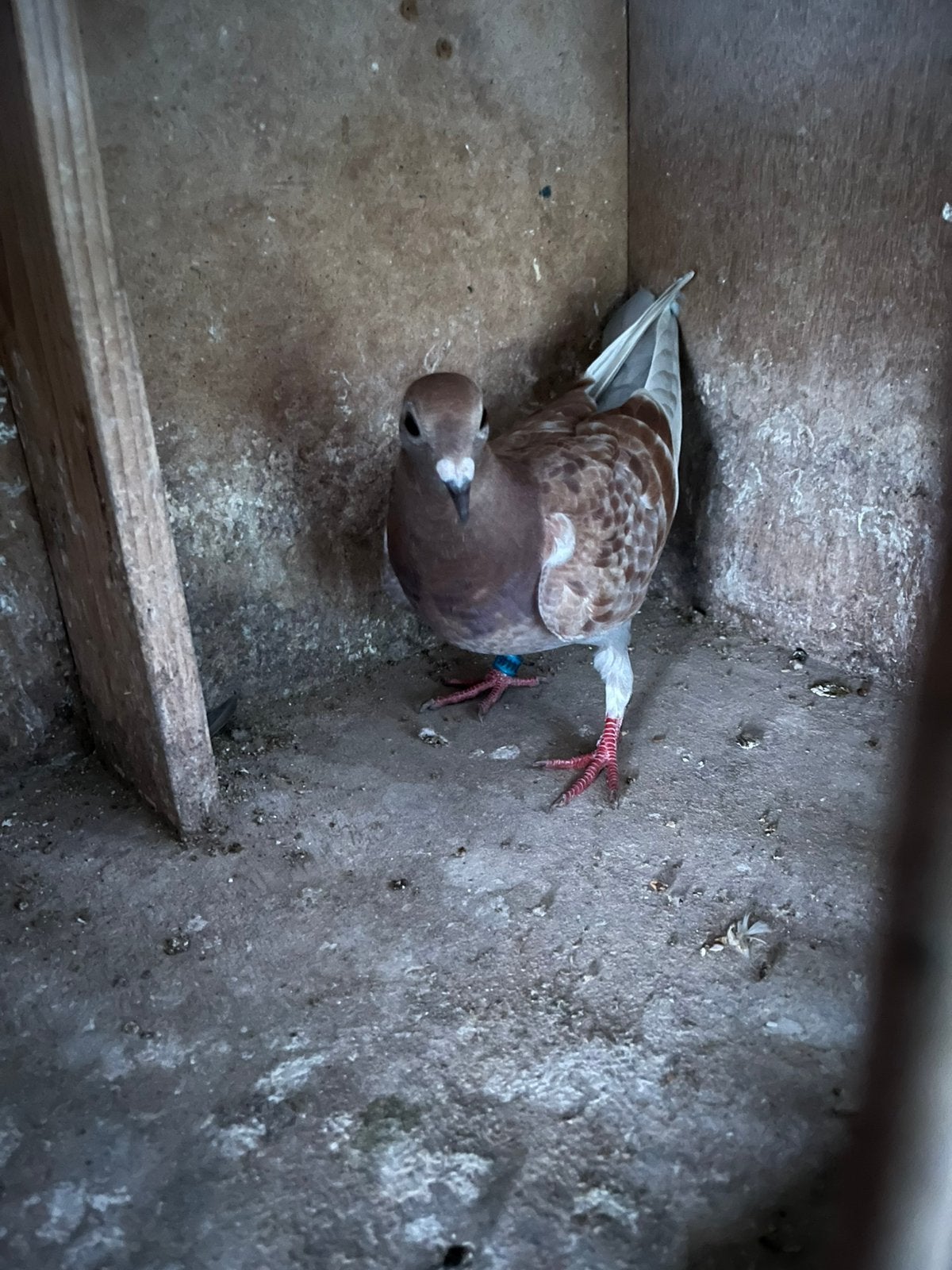 Mooie rode duivin, Dieren en Toebehoren, Vrouwelijk, Postduif