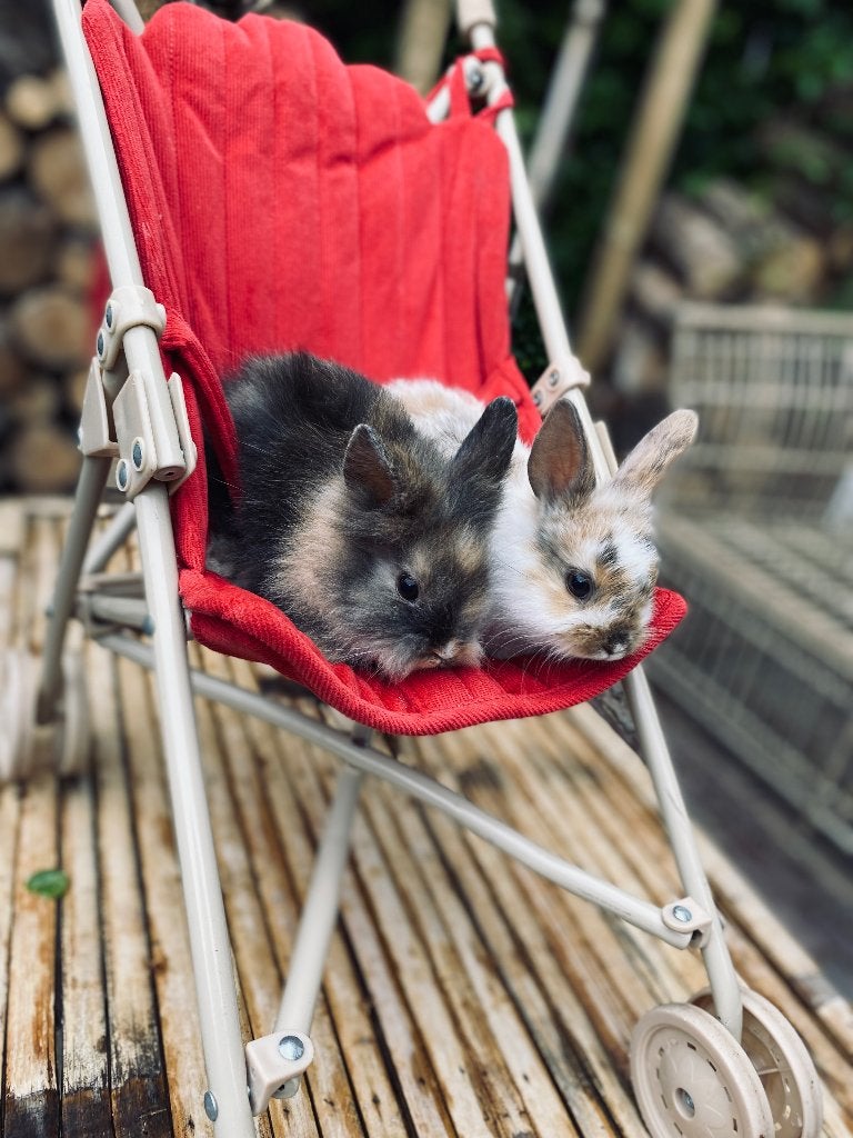 Dwergkonijntjes, Meerdere dieren, Dwerg, Hangoor, 0 tot 2 jaar