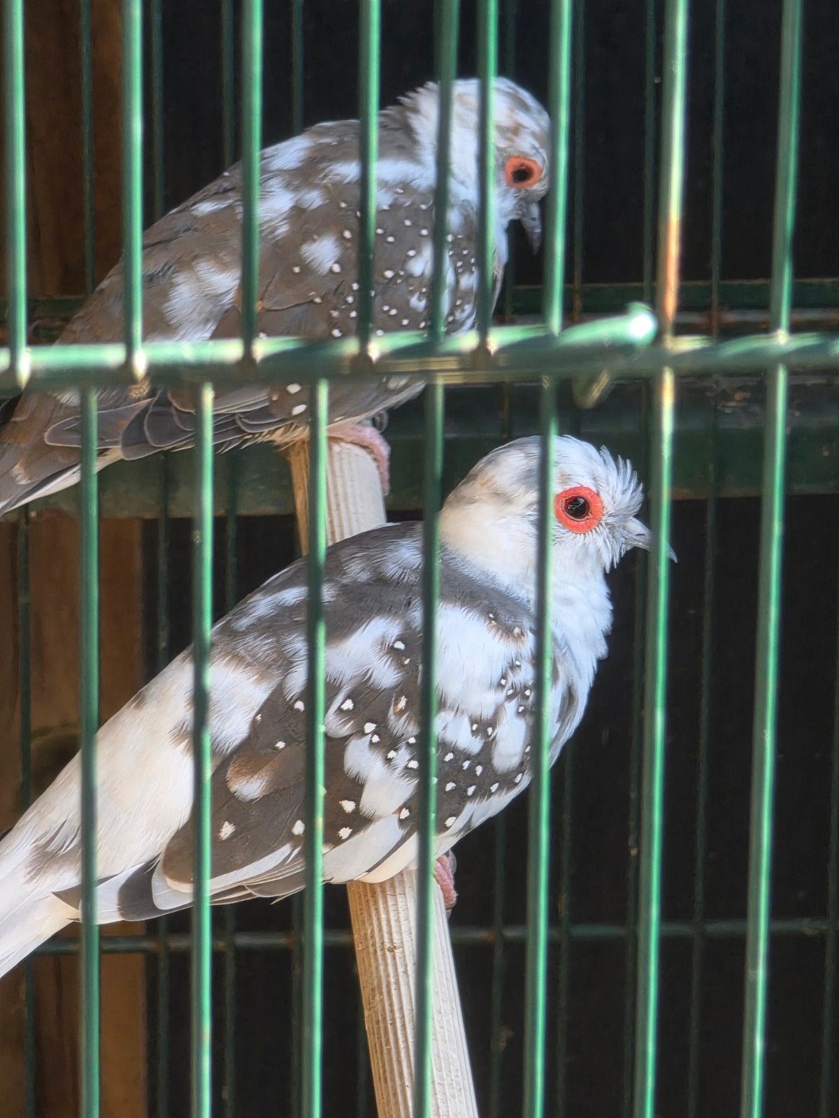 koppel bonte diamantduiven., Meerdere dieren