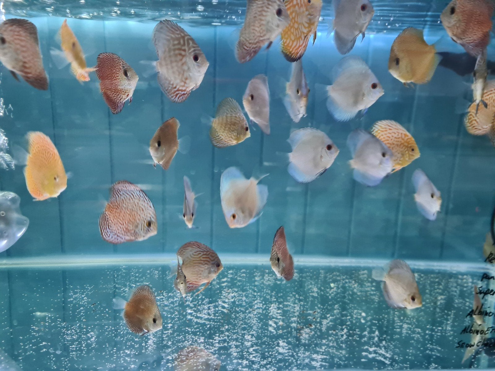 Diverse soorten Discus