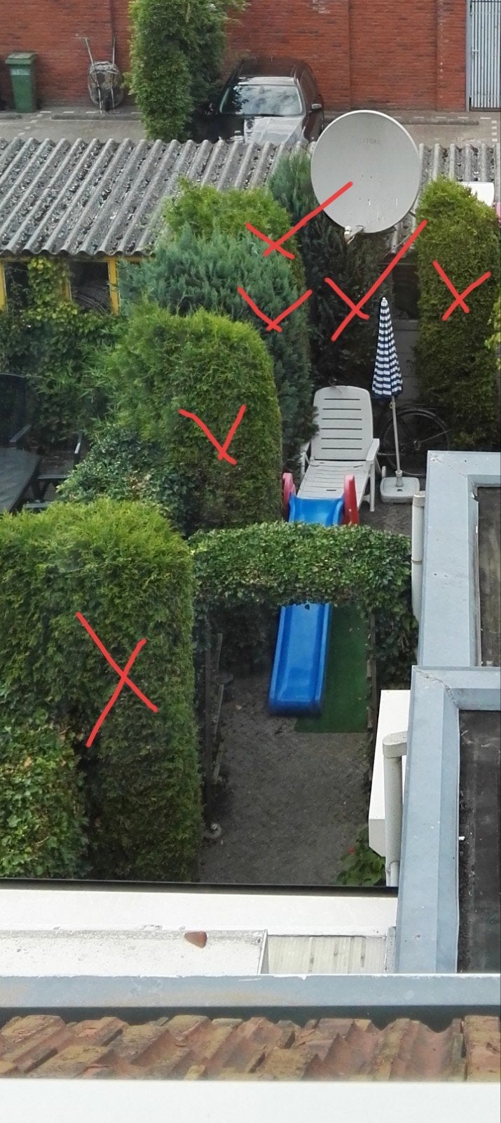 Gratis bomen (haag) zelf uitgraven, Tuin en Terras, Planten | Bomen, Volle zon, Bloeit niet, 250 tot 400 cm, Overige soorten