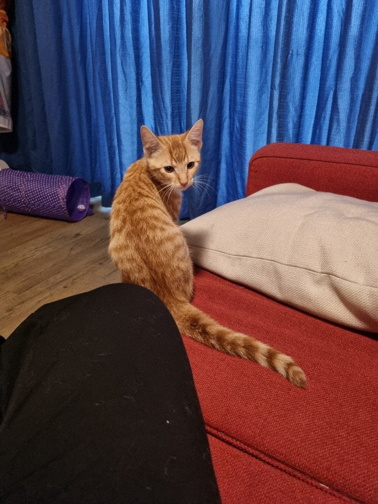 Kittens, Dieren en Toebehoren, Katten en Kittens | Overige Katten, Kortharig, Meerdere dieren, 0 tot 2 jaar
