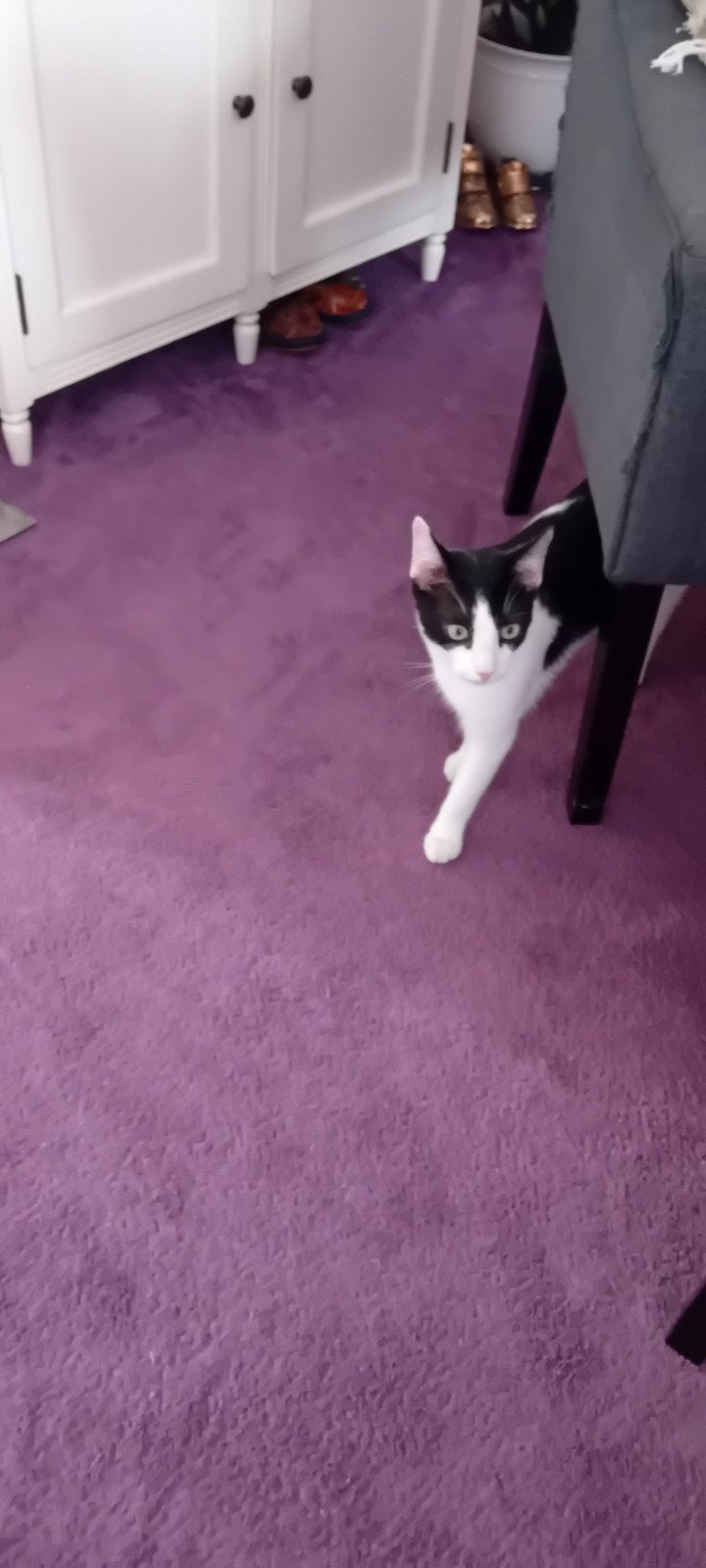 Wegens mijn gezondheid zoek ik iemand voor mijn lief kat,, Dieren en Toebehoren, Kater, Gechipt, 0 tot 2 jaar