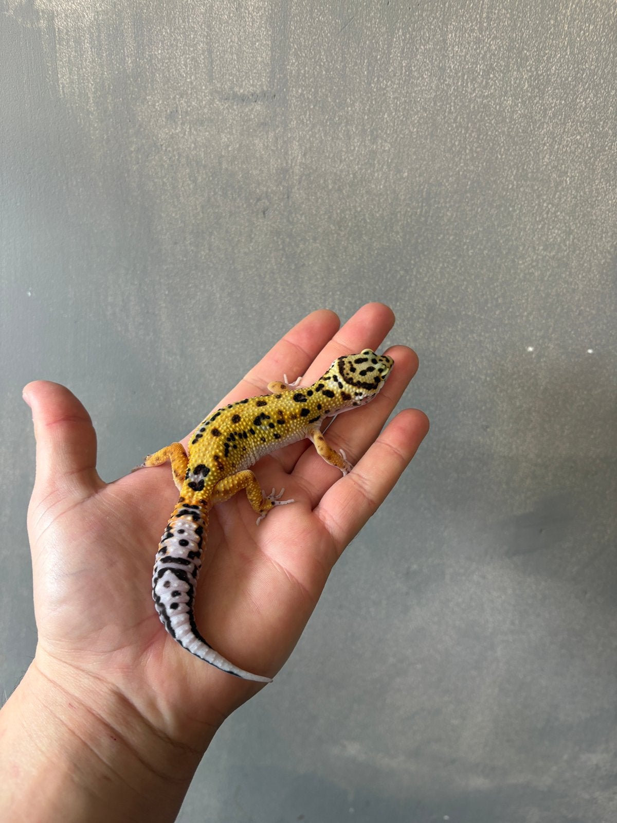 0.1 firebold cross het tremper luipaardgekko, Dieren en Toebehoren, Hagedis, 0 tot 2 jaar