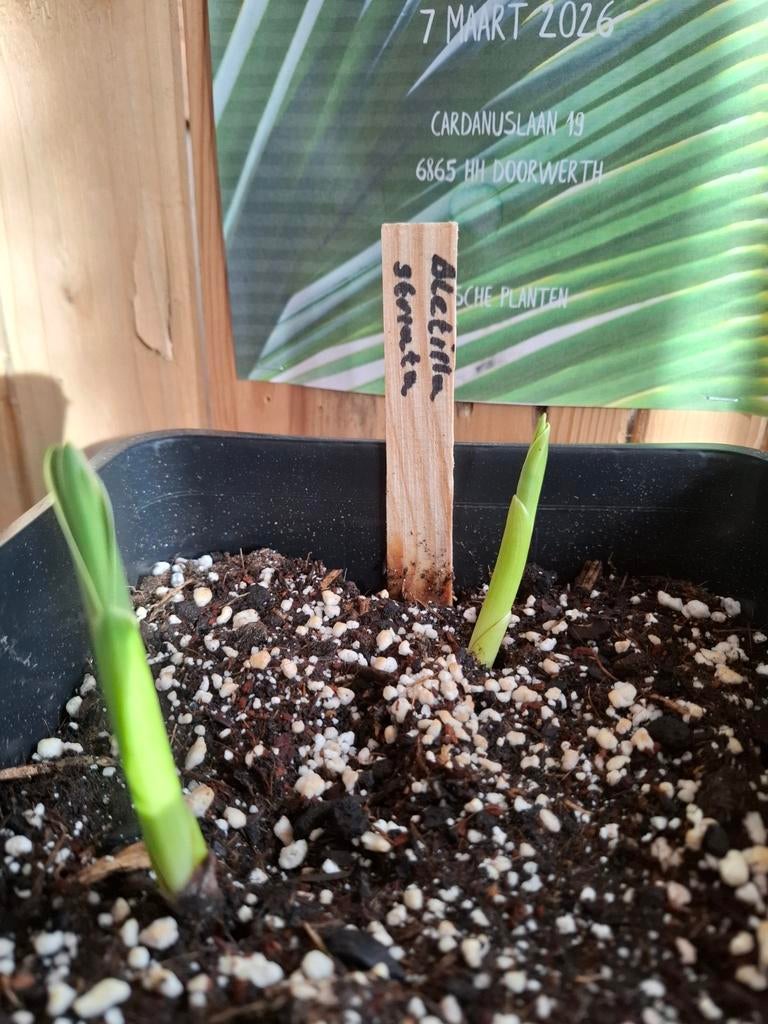Bletilla striata - Orchidee voor in de tuin, Ophalen of Verzenden, Zomer, Overige soorten, Halfschaduw