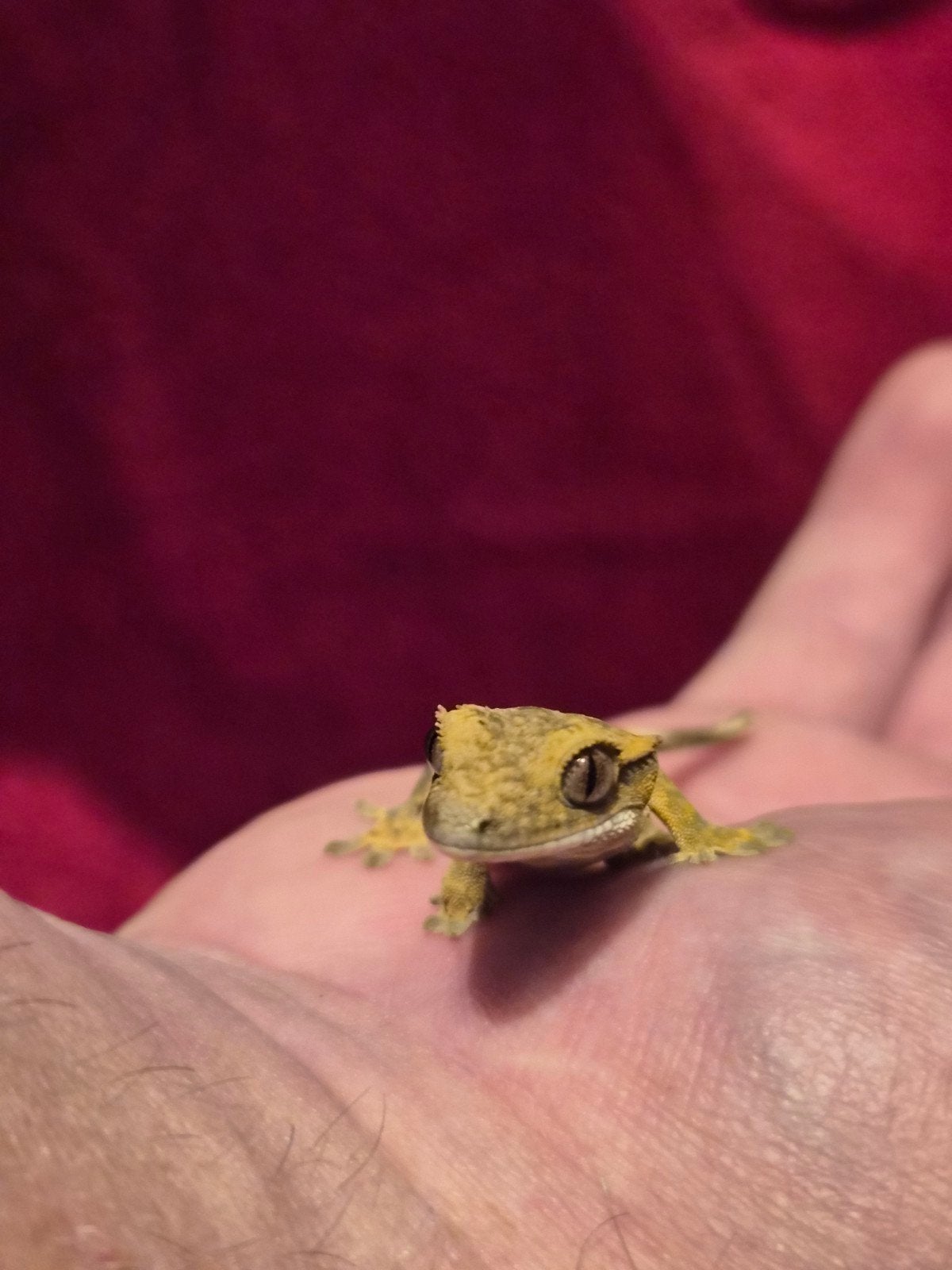 wimper gekko Charm Crested Gecko photo 5