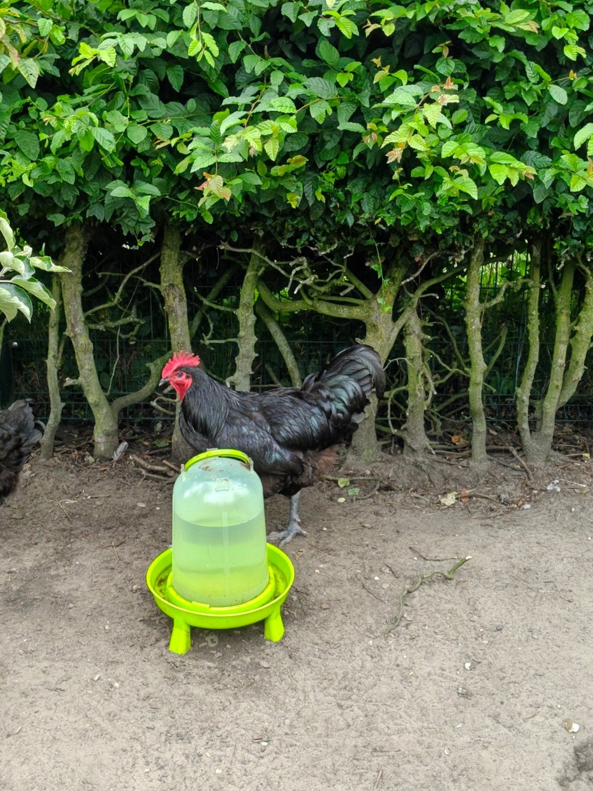 Jersey Giant haan, Dieren en Toebehoren, Pluimvee, Mannelijk, Kip
