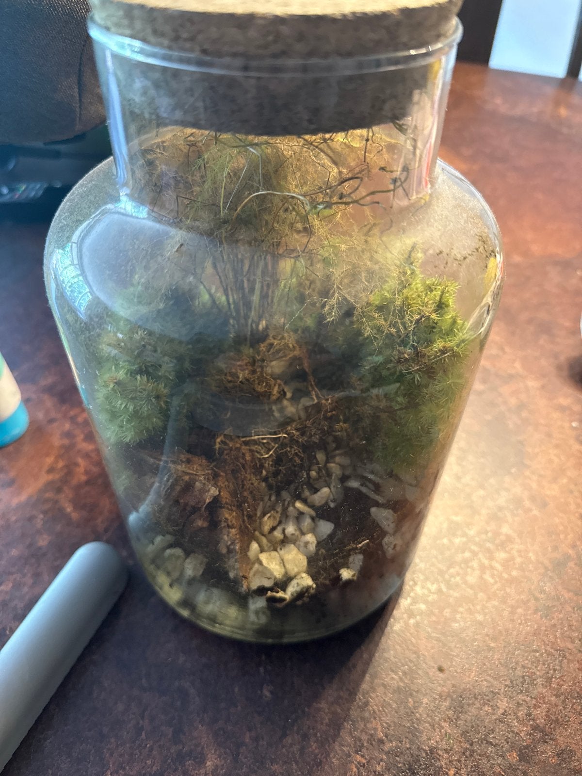 Eco Systeem in Glazen Pot - Terrarium, Huis en Inrichting, Ophalen, Groen, Gebruikt, Overige stijlen