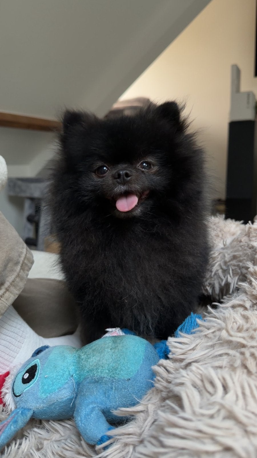 Mini Pomeriaan dekreu (niet te koop!), Keeshond, Reu, CDV (hondenziekte), 1 tot 2 jaar