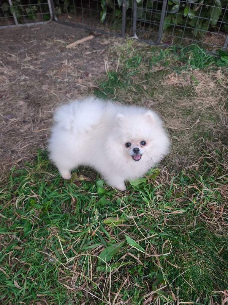 Pomerian, Particulier, Keeshond, 15 weken tot 1 jaar, Reu