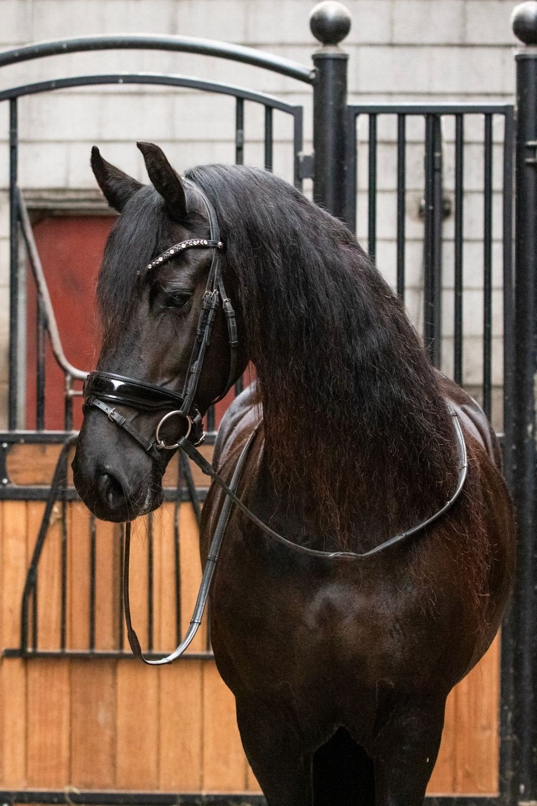 Prachtige friese stermerrie, Dieren en Toebehoren, Paarden, Merrie, 11 jaar of ouder, Met stamboom, B