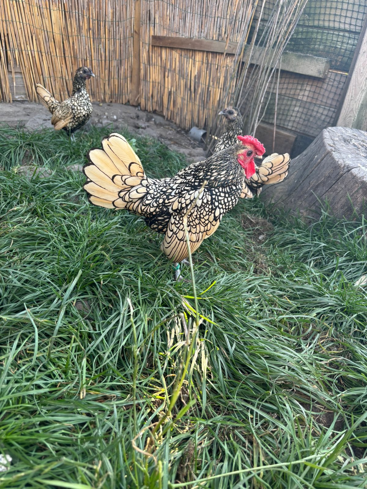 Sebright fokhaan, Dieren en Toebehoren, Pluimvee, Mannelijk, Kip
