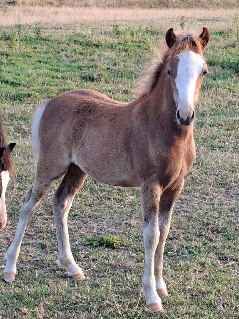 Diverse prachtige Welsh pony’s, Dieren en Toebehoren, Pony's, Met stamboom, Niet van toepassing, 0 tot 2 jaar, B pony (1.17m tot 1.27m)