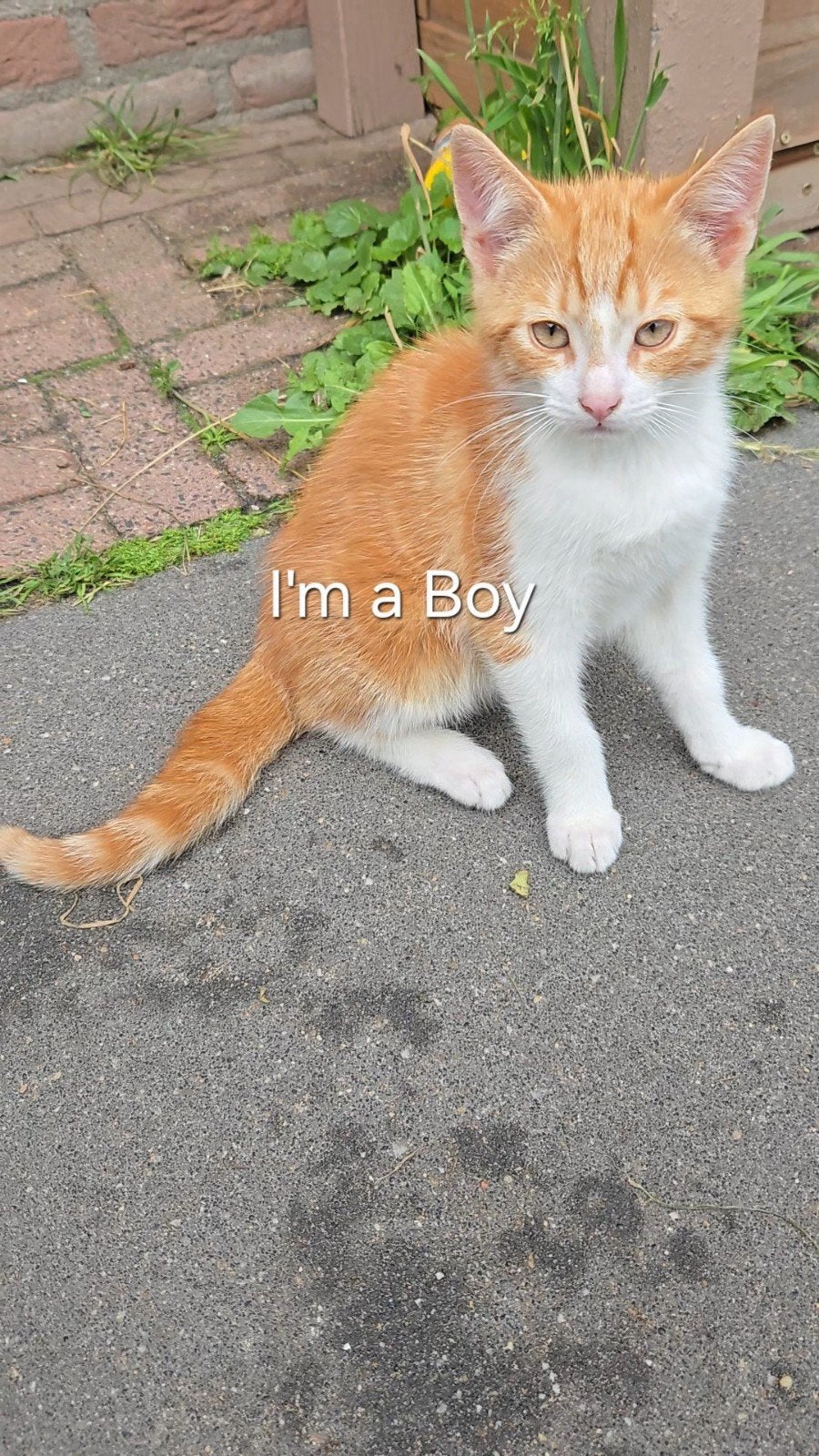 Lieve kittens zoeken nieuw plekje, Dieren en Toebehoren, Katten en Kittens | Overige Katten, Meerdere dieren