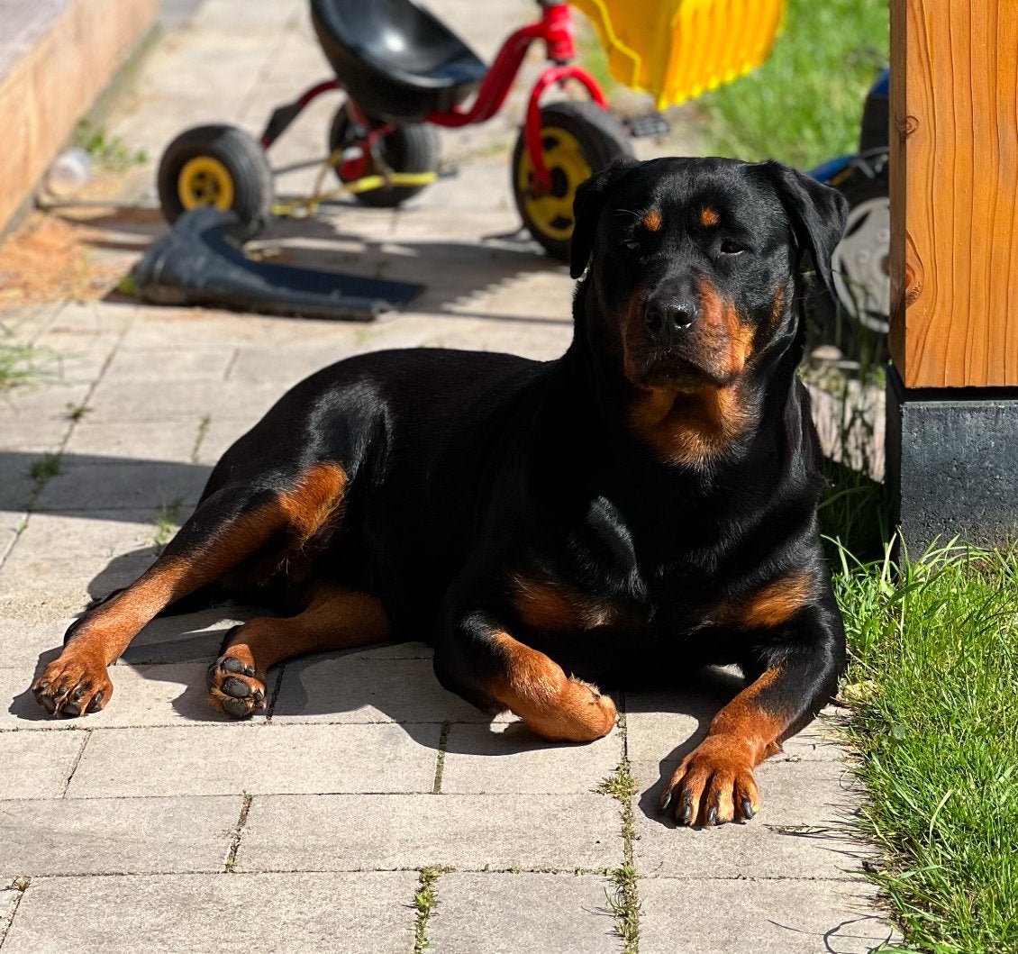 Rottweiler, 6 jaar of ouder, Overige rassen, Teef, Eén hond