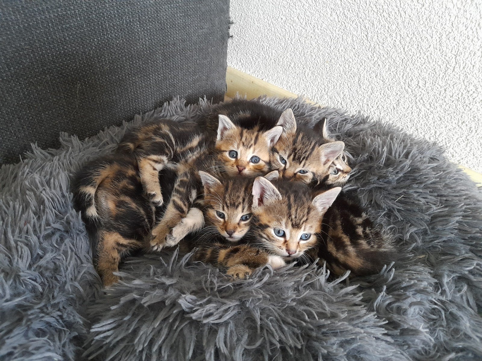 Aanhankelijke, sociale kittens zoeken een fijn thuis!