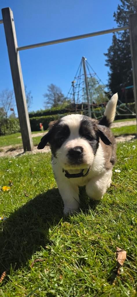 super knappe Sint bernard pup, Parvo, Overige rassen, 8 tot 15 weken, Meerdere