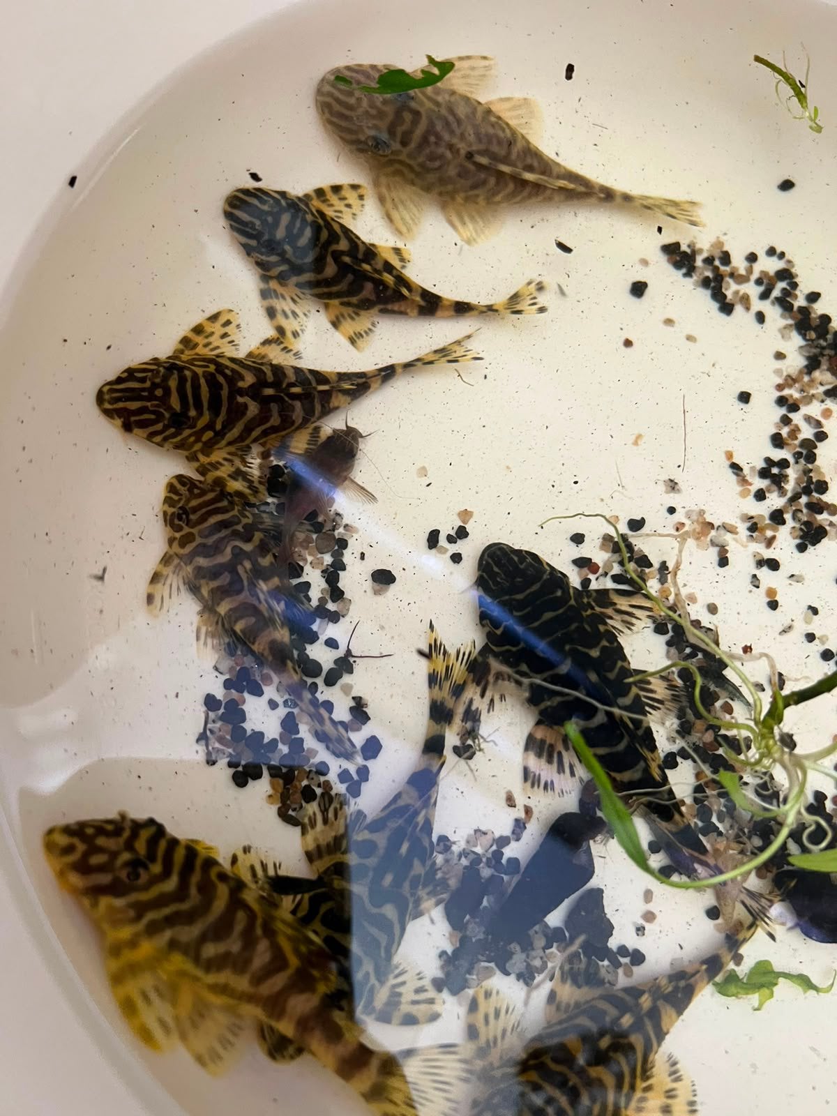 Kweekgroep l134, Dieren en Toebehoren, Vissen | Aquariumvissen, Vis