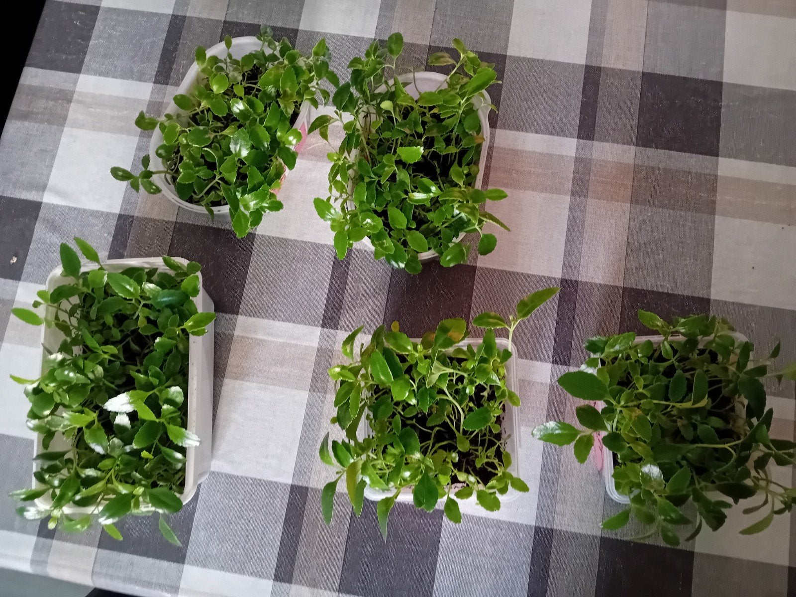 Gratis Kalanchoe plantjes ('bommenwerper'), Huis en Inrichting, Kamerplanten, Ophalen, Vetplant, Halfschaduw, Minder dan 100 cm