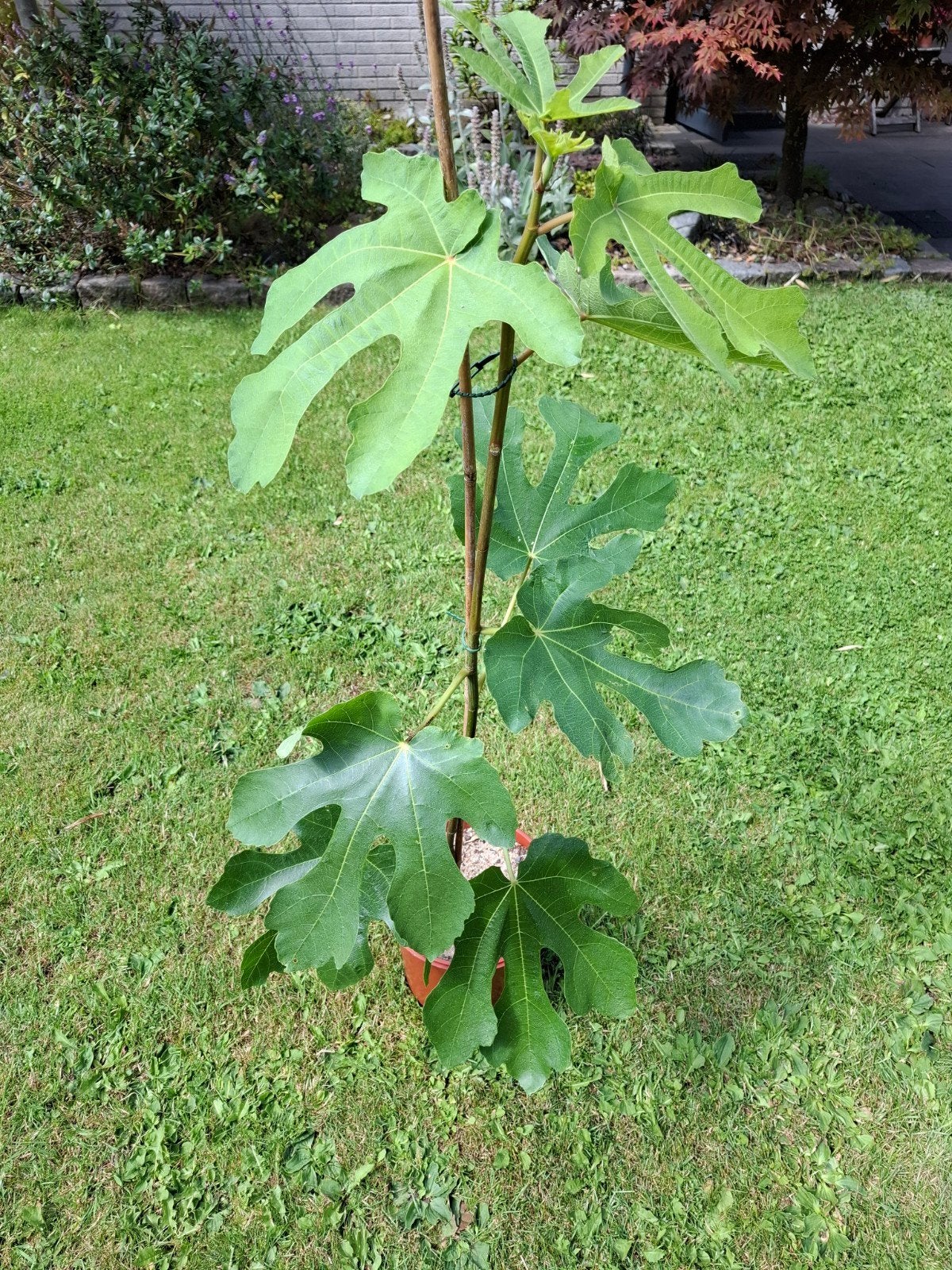 Gezonde Vijgenboom, Tuin en Terras, Ophalen, Overige soorten, Volle zon