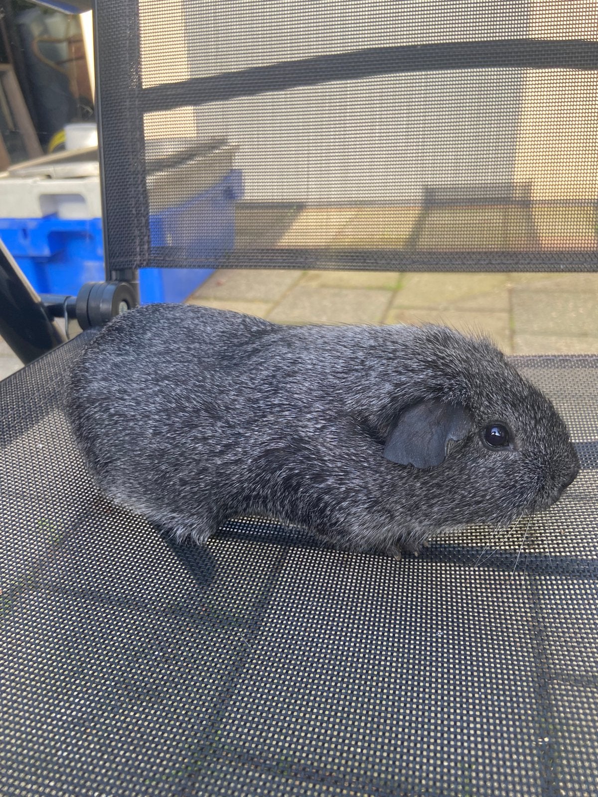 Zilveragouti cavia beertjes, Dieren en Toebehoren, Januari, Mannelijk, Cavia