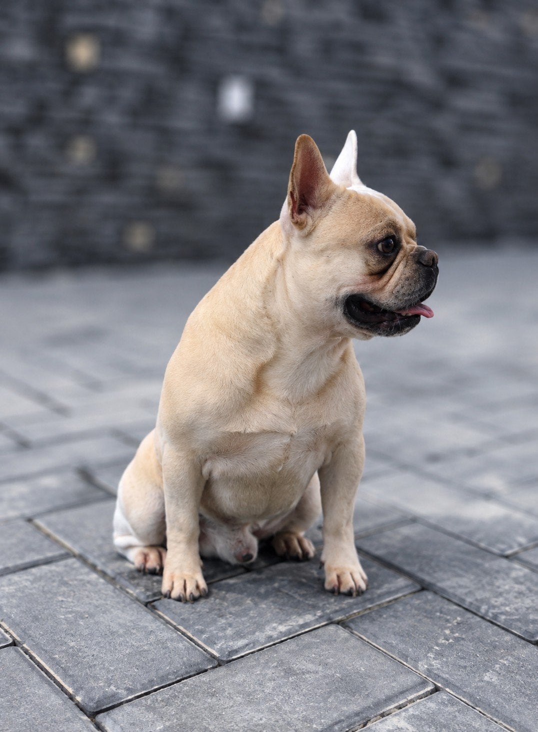 💙 super lieve reu zoekt 5 sterren huisje 💙, Reu, 1 tot 2 jaar, Bulldog, Eén hond