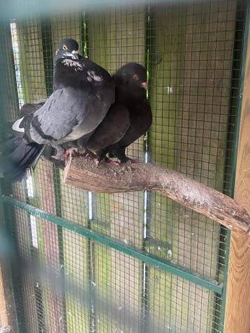 Postduiven en Sierduiven.................., Meerdere dieren, Postduif