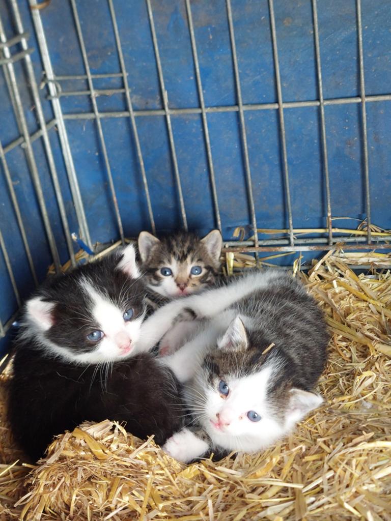 Lieve boerderij katjes, Dieren en Toebehoren, Katten en Kittens | Overige Katten