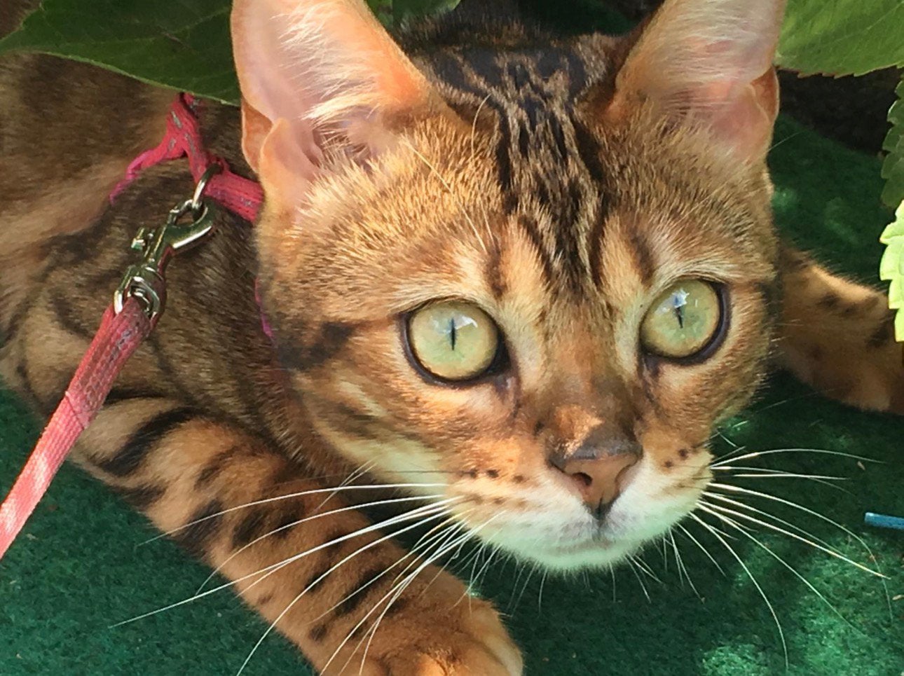 Bengaalse poes anderhalf jaar oud, Dieren en Toebehoren, Katten en Kittens | Raskatten | Korthaar, Poes, Gechipt