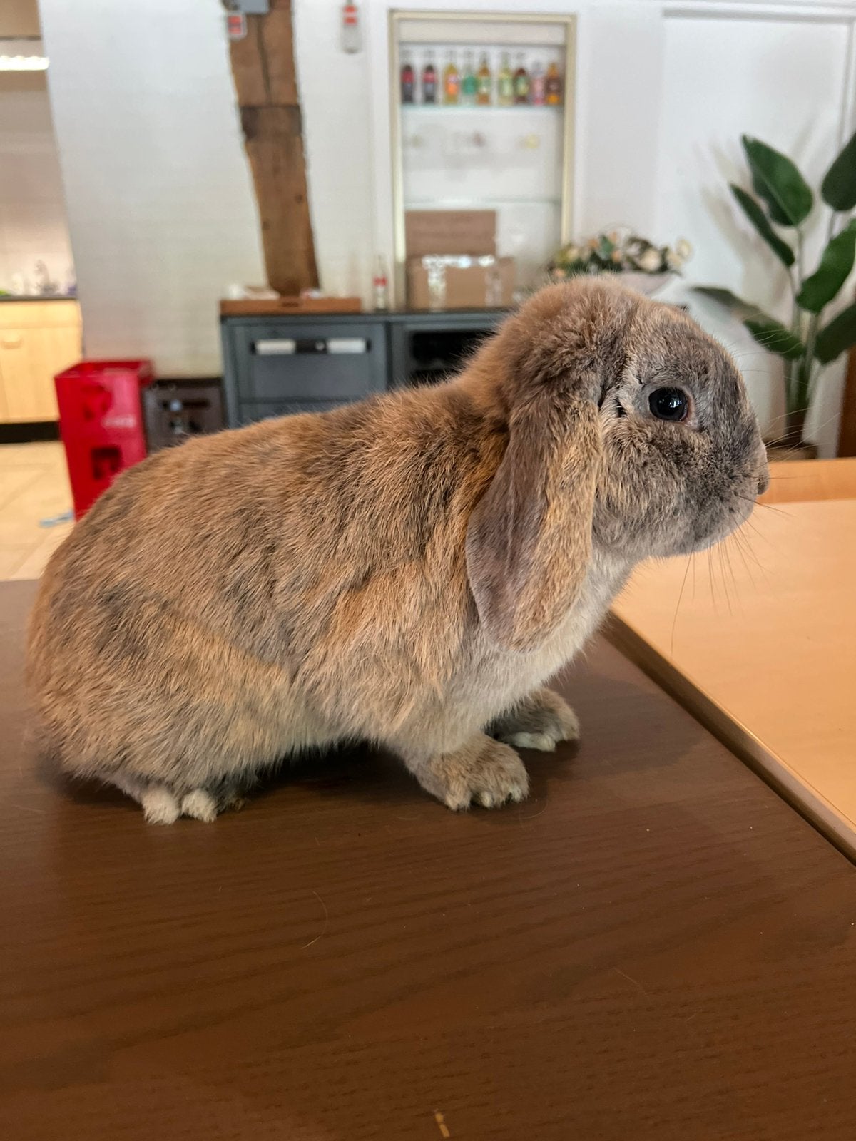 Nhd konijn, Dieren en Toebehoren, Konijnen, Mannelijk, Dwerg, Hangoor, 0 tot 2 jaar