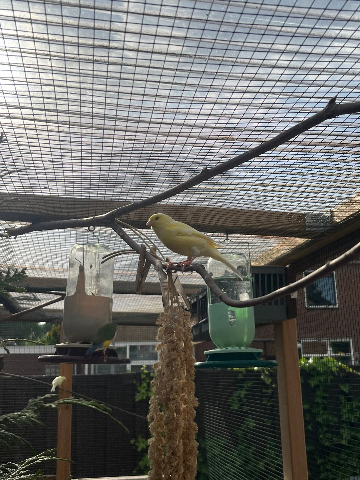 Waterslagers, Meerdere dieren