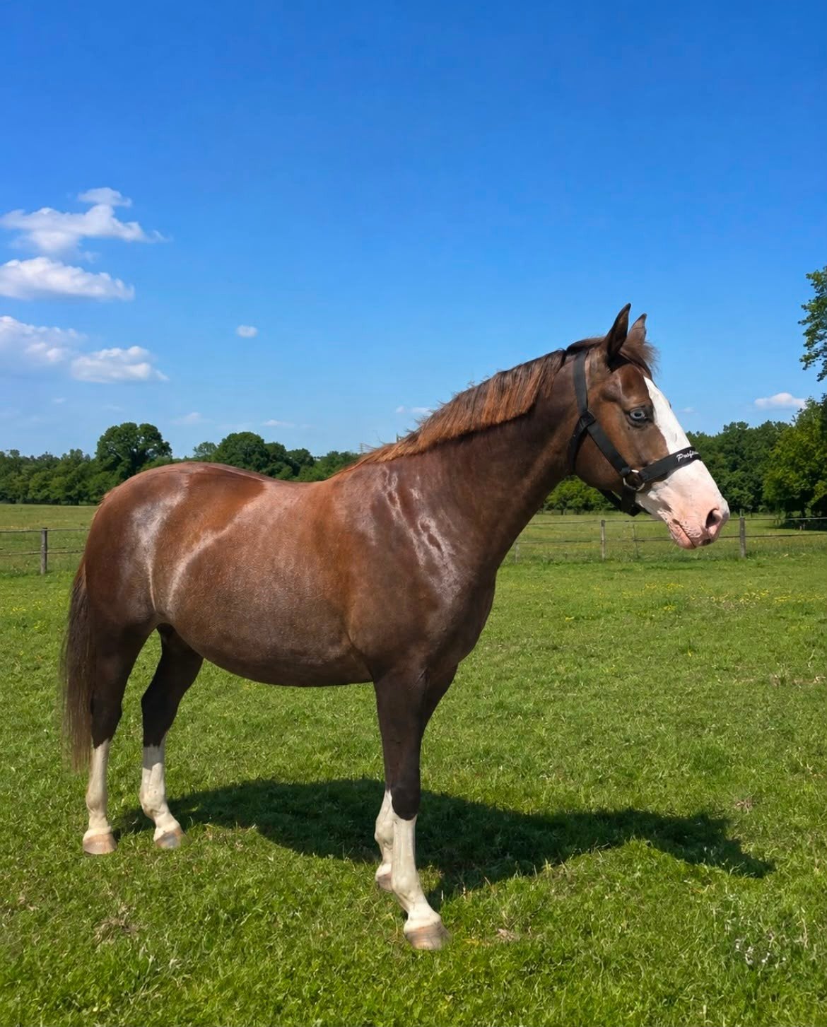 Bijzonder opvallende 5 jarige merrie van ebony, Dieren en Toebehoren, Paarden, Merrie, 160 tot 165 cm, 3 tot 6 jaar