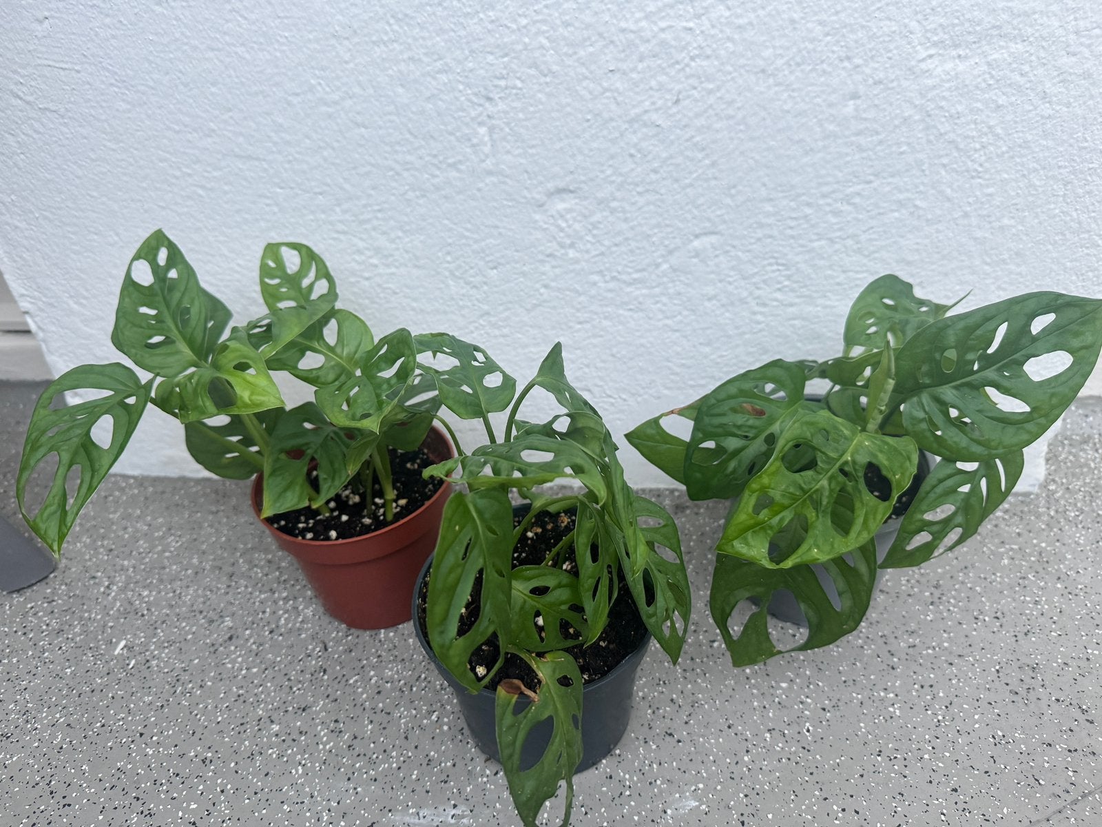 3x monstera Adansonii, Ophalen