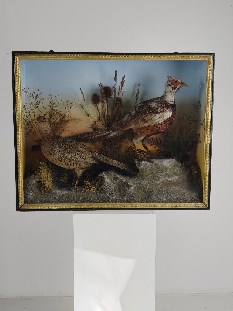 19e-eeuwse Vitrine-Taxidermie – Twee Fazanten, Ophalen of Verzenden