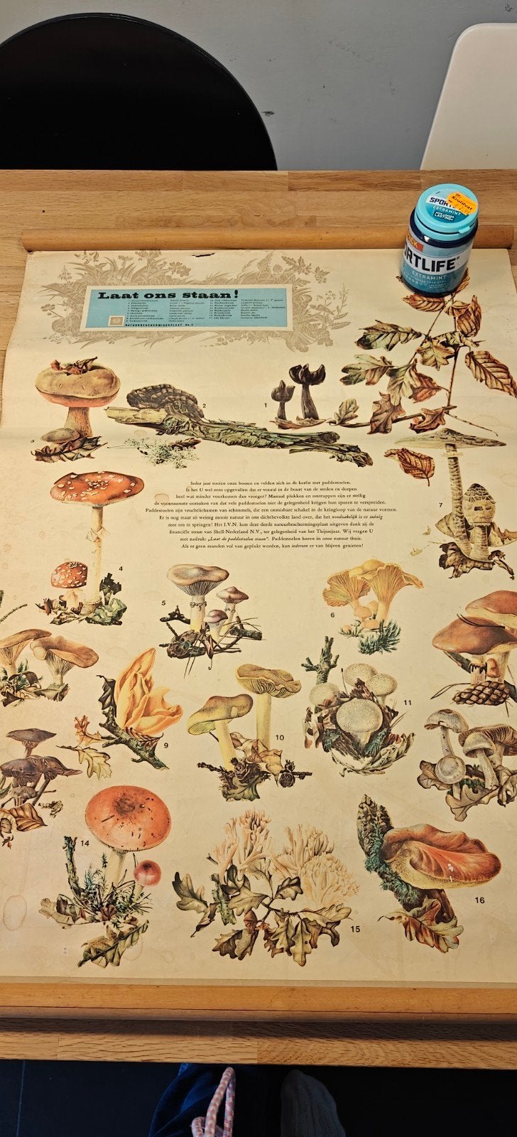Vintage Paddenstoelen plaat - Natuurbeschermingsplaat No. 3, Antiek en Kunst, Ophalen of Verzenden